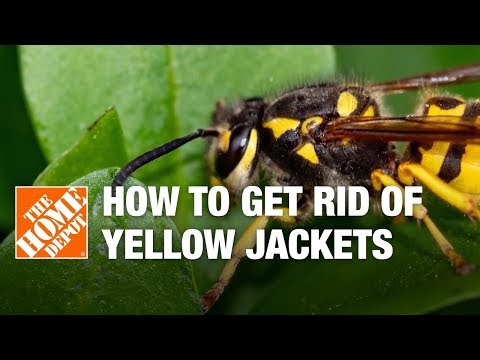 How To Get Rid Of Yellow Jackets, Yellow Jacket Ceiling Fan