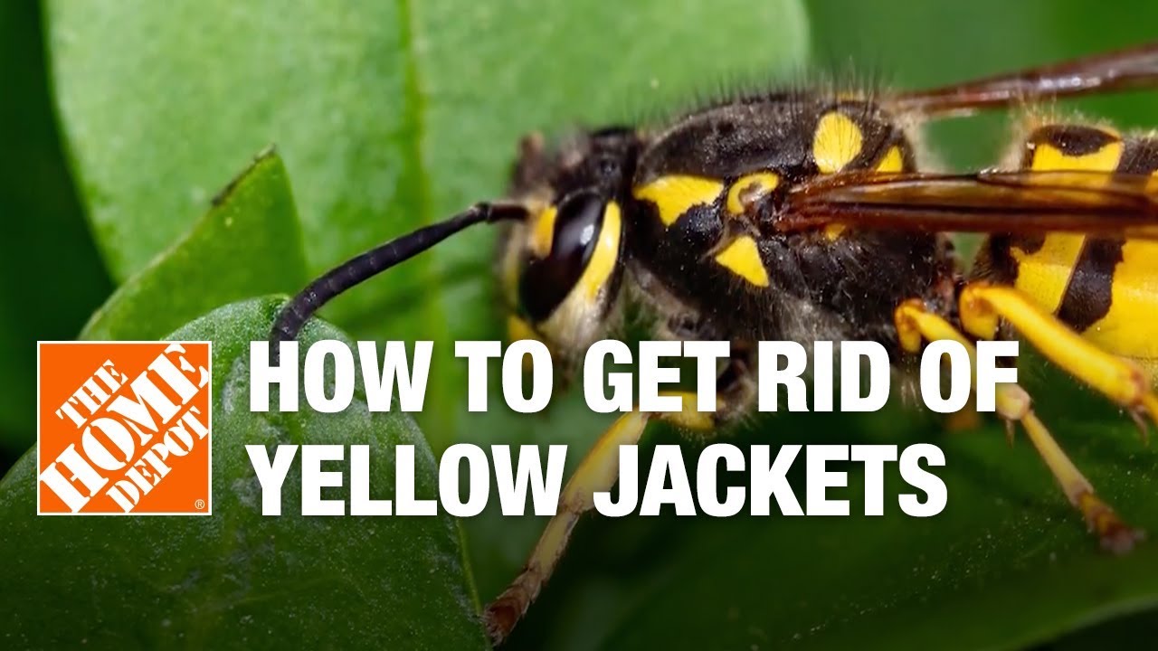How to Get Rid of Yellow Jackets