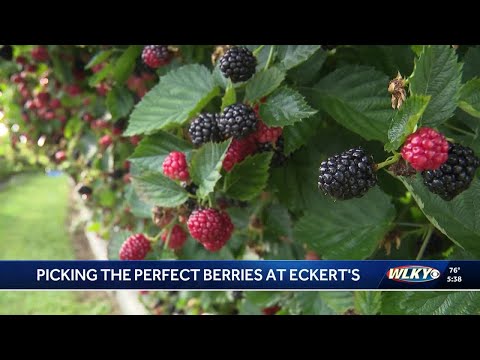 YouTube video thumbnail: Blackberries in Bloom: It’s Peak Picking Season at Eckert’s Orchard in Kentucky