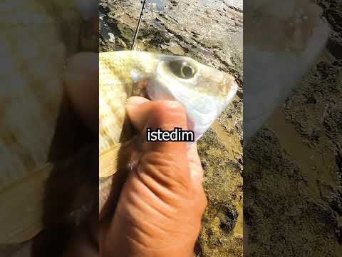 Balığı Alacaksanız Lütfen Direkt Öldürün / İkejime Fishing #shorts
