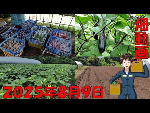 【25/8/9】恵みの雨！秋冬野菜の苗の定植も良い感じでできそうです！