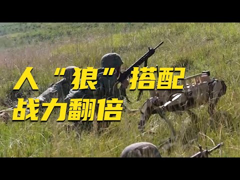 前方高能！解放军展示“机器狼群”：“人狼三三制”首次曝光！“机器狼”配合步兵作战 中国陆军迎来全面进化！20250721 | 军迷天下