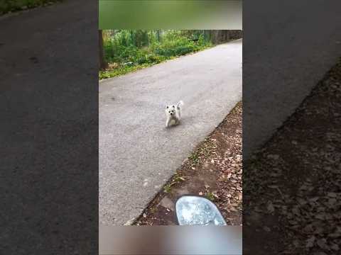 On the way to home they got a new friend #animallovers #dog #puppy #kitten
