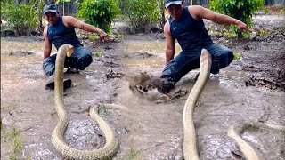 MENGEJUTKAN SOSOK MONSTER KING COBRA RAKSASA BERUBAH GALAK SAAT HUJAN MELANDA 