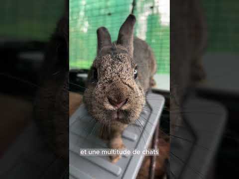 Le Noël des animaux 2024 - Weihnachten für die Tiere 2024 #cheval #lapin #chien