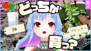 環境で野菜の育ち方は変わるのか？プランターと畑で実験開始！【夏野菜】