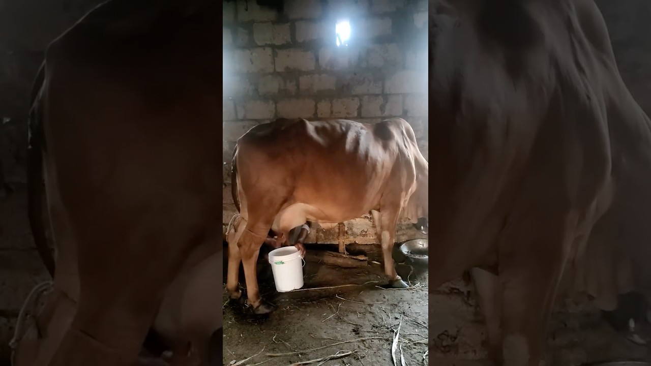 Buy Ghee with Video Proof - Order #88 Ghee Making Video