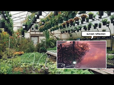home vlog.20 | final papers, plant shopping, sunsets