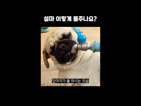 강아지 물 마실 때 자세히 봐야하는 이유 #shorts