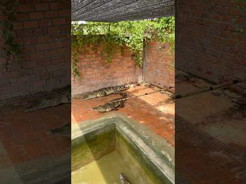 #crocodile -1