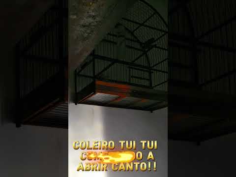 Coleiro Tui Tui começando a abrir canto !!