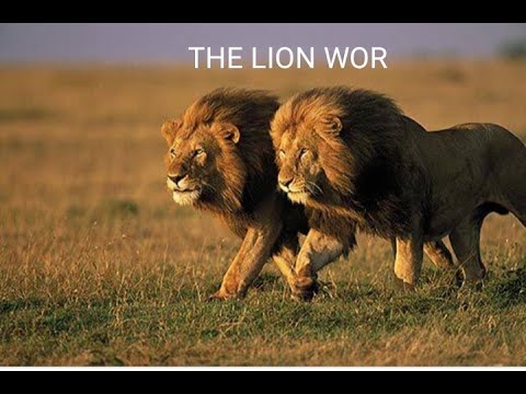 Lions Climb Tree with Leopard Still There #shorts