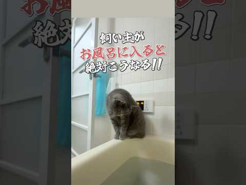 【猫動画】お風呂にくる猫　#猫 #ねこ #cat #猫のいる暮らし #猫動画