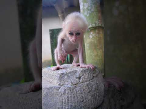 cute monkey hiuhiu feeling itchy #monkey #babymonkey #cute #animals #funny #usa