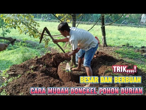 CARA DONGKEL POHON DURIAN ALA NUR DURIAN#dongkel