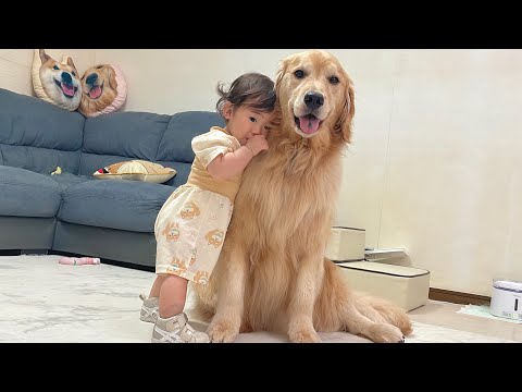 疲れて眠くなってしまった1歳児の支えになってあげるゴールデンレトリバーが優しすぎました...