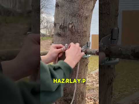 Ağaçlara kol yapan adam