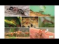 Ants and Termites: Behavior and Roles