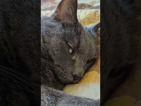 Cats Being Cats 😺 | Funny & Cute Cat Moments You Can’t Miss#shorts #catshorts #catlovers #funnycats