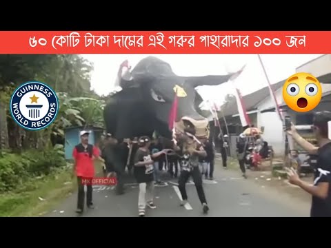 ১০ দেশের সেরা ১০ টি গরু | Bulls | Cattle | Kurbani Big Cow | Hero Alom | Lifestyle 2million