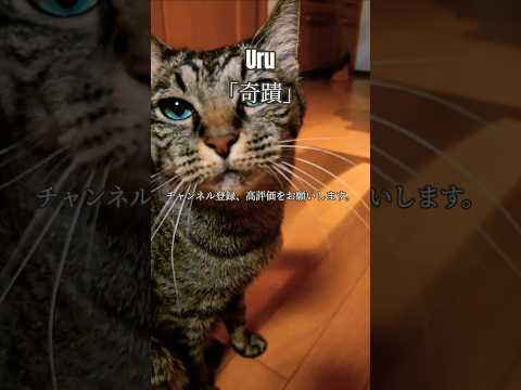 【猫動画】首がかゆいにゃ～ん#uru#奇蹟 #猫動画 #ニャンコ #猫 #ペット #かわいい #かわいい猫 #きじとら猫 #キジトラ