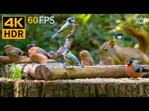 Cat TV for Cats to Watch 😺🐦 Perfect Birds and Squirrels 🐿 Cat Games 4K HDR 60FPS