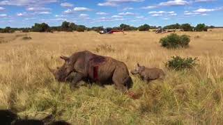Female rhino awakes with calf after treatment of wounds from poachers