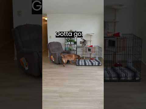 Cat Pranks the Dog (short version)