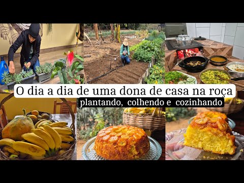 Rotina do dia/  horta e jardim/ não deu certo novamente 🥹 almoço e bolo de banana