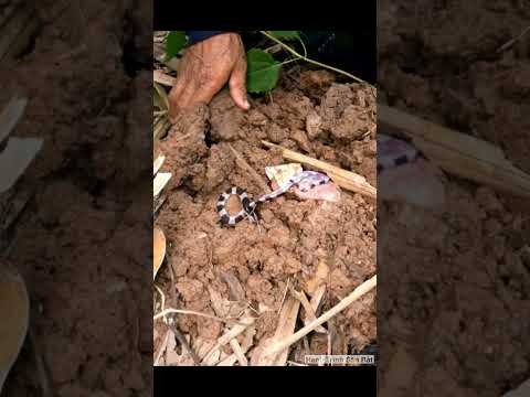Tổ Trứng Rắn Độc Nhất