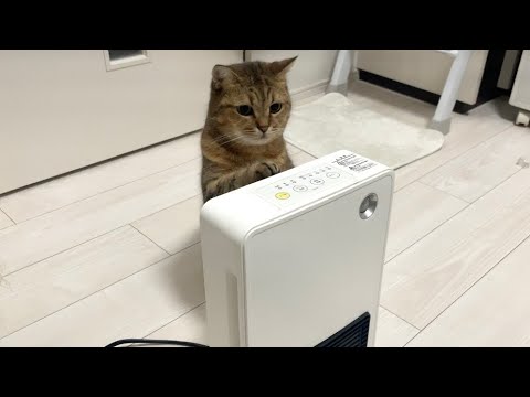 ヒーターの操作方法を熟知している天才猫ついに現るッ…