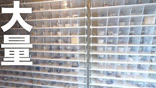蛇の孵化ピークを迎えた現在