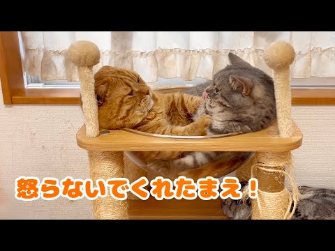 甘えにきた息子を毛繕いしてる最中つい噛んじゃうパパ猫。