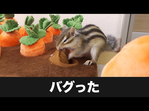 シマリスとおもちゃで遊んでいたらついにこの時が来てしまった…