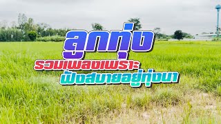 ลูกทุ่ง รวมเพลงเพราะ ฟังสบายอยู่ทุ่งนา