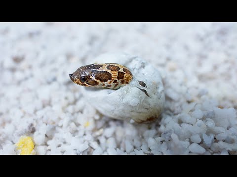 小さな蛇の卵を2ヶ月温めて孵化させる