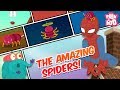 Spider Biology and Ecology