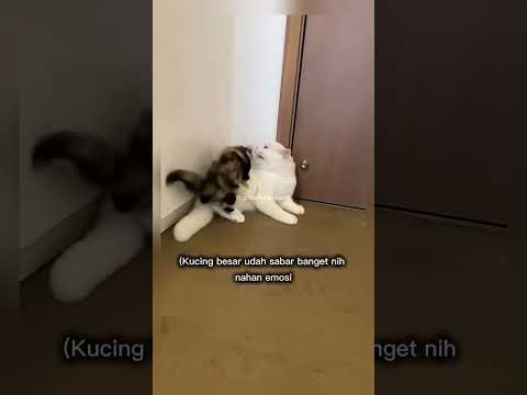 kucing ini bercanda kelewatan banget #shorts #short