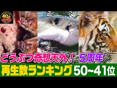【総再生数3億回超】凶悪サメ・トラの狩り・吸血コウモリ！「どうぶつ奇想天外！」５周年記念・再生回数ランキング50位～41位まとめ【どうぶつ奇想天外／WAKUWAKU】