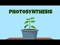 Exploring the Process of Photosynthesis
