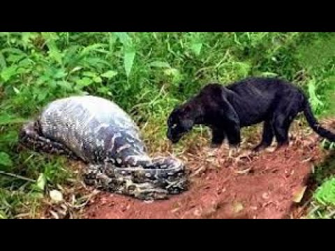 مدهش..أقترب هذا النمر الاسود من الافعي العملاقة ولكن ما حدث لم يكن متوقعا/عالم الحيوان