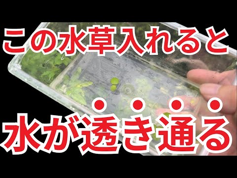 【奇跡の透明度】メダカのビオトープ、放置してたら水がピカピカに輝いた