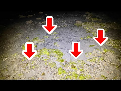 沖縄の夜の浜辺を歩くと大量の