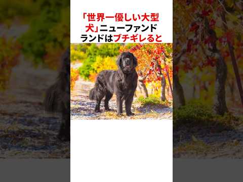 「世界一優しい大型犬」ニューファンドランドの雑学 #shorts