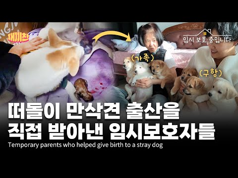 여섯 생명을 뱃속에 품고 떠돌던 강아지 The dog wandered around carrying six lives in her belly