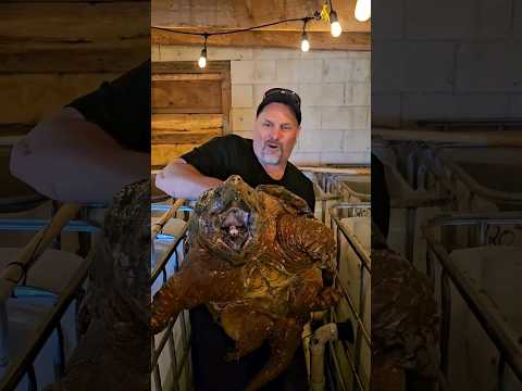 Measuring My New Alligator Snapping Turtle! #shorts #alligatorsnappingturtle #ilovemyjob