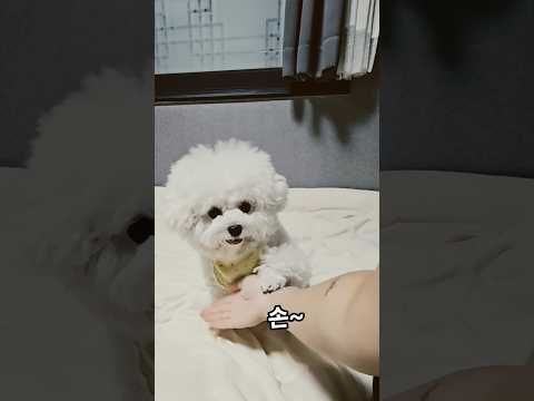 #미니비숑#강아지 여러분~~~~오늘 구독자 50분이 넘었어요!! 너~~~무 감사드려요^^ 앞으로도 왕만두씨랑 신나는 일상 많이 보여드릴께요~모두들 건강하시고 매일매일 행복하세요♡♡