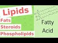 Exploring the Role of Lipids in Biological Molecules