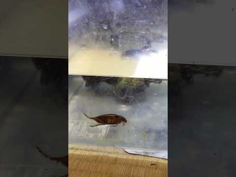 落ち着きのないエゾゲンゴロウモドキ#shorts