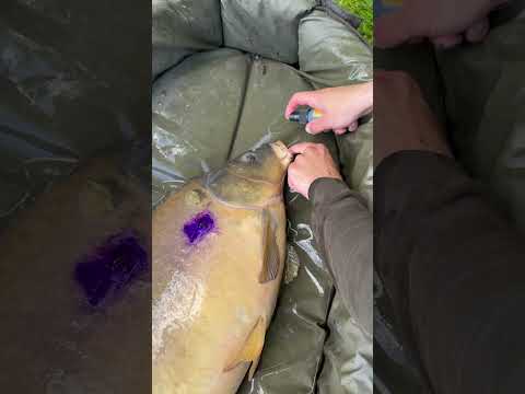 Carp care❤️‍🩹❤️‍🩹 #fishing #karpervissen #carpfishing #fishingvideo #carpcare